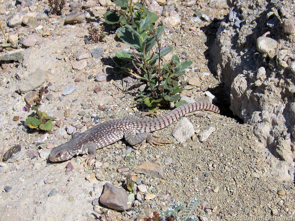 California, San Bernardino County, Lake Manix, Desert Iguana