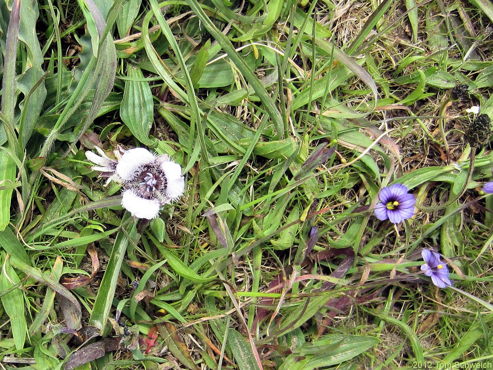 Liliaceae Calochortus tolmiei