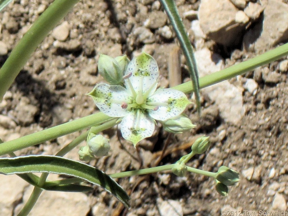 Gentianaceae, Frasera albomarginata