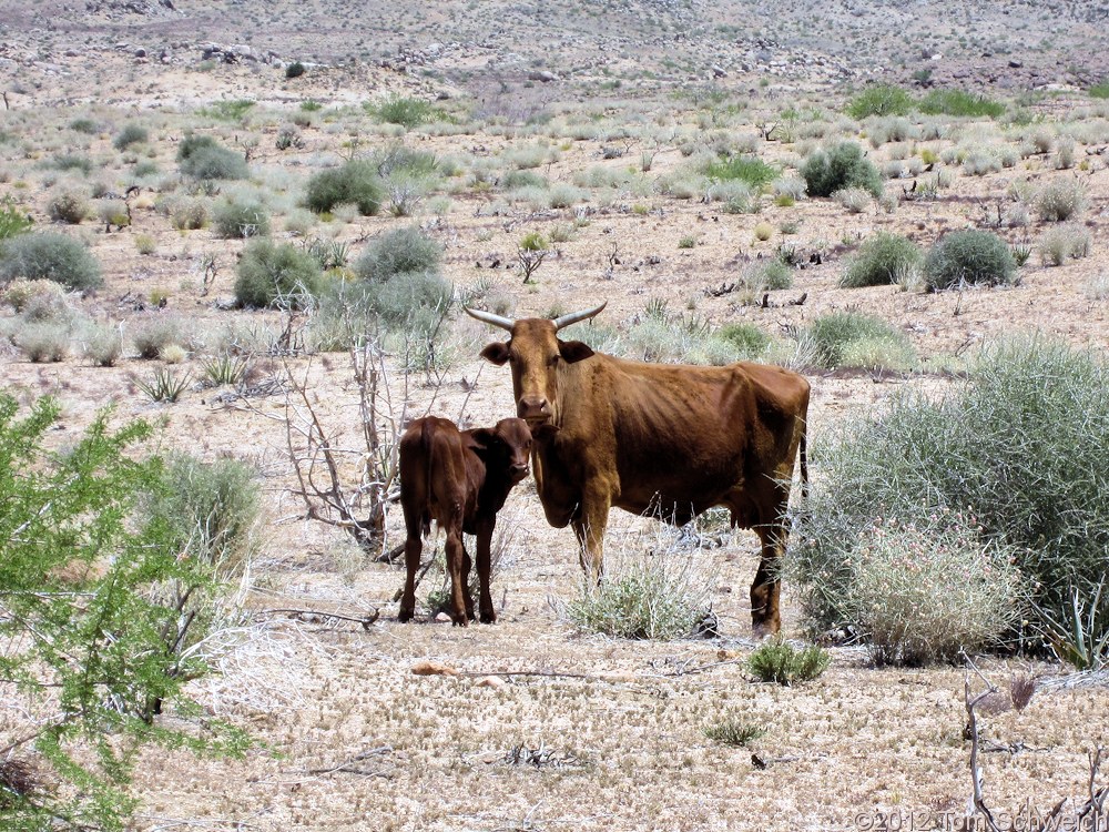 California, San Bernardino County, Wild Horse Canyon