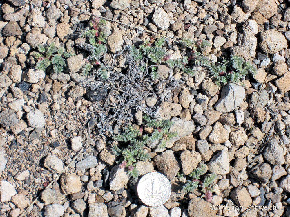 Fabaceae Astragalus monoensis