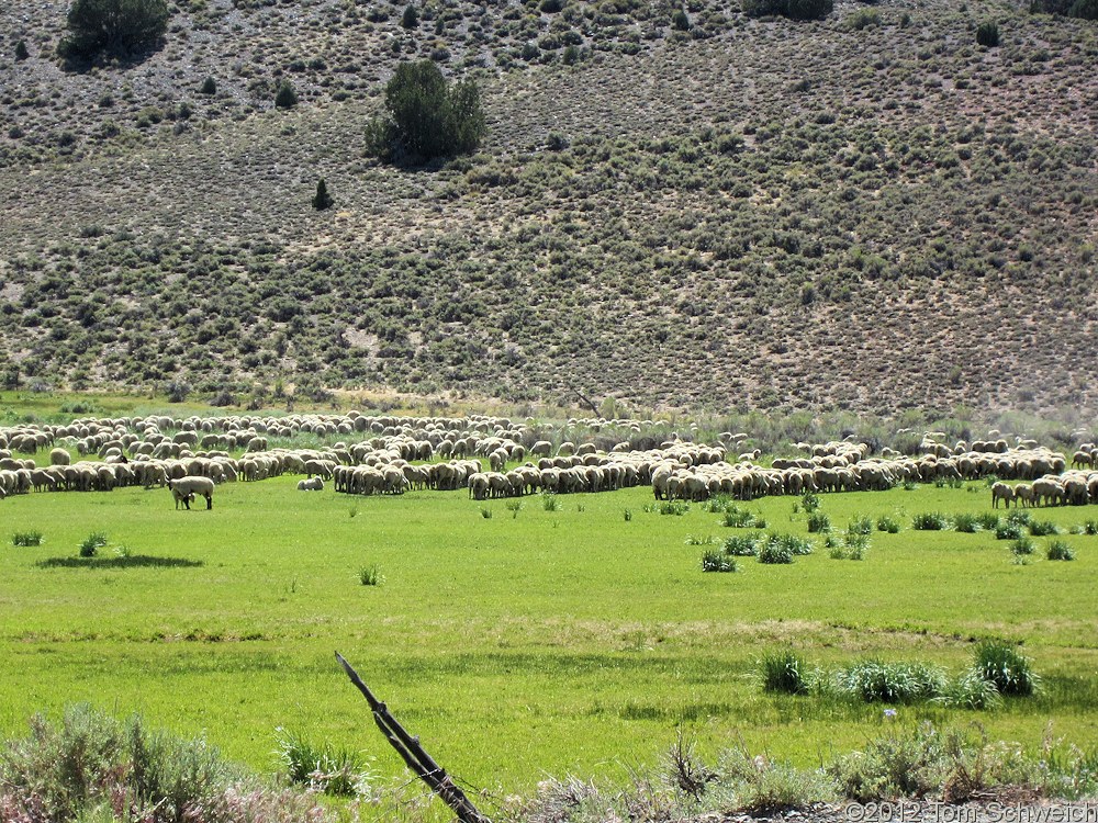 California, Mono County, Bodie Hills