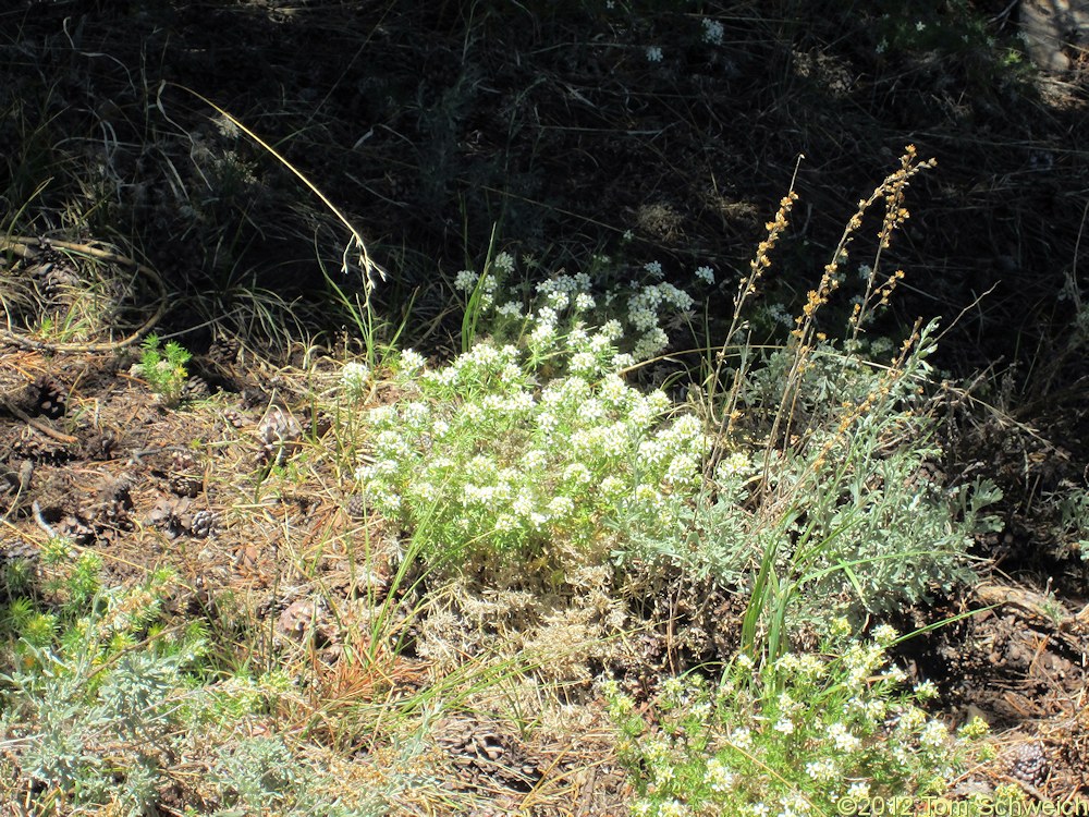 Polemoniaceae Leptosiphon nuttallii