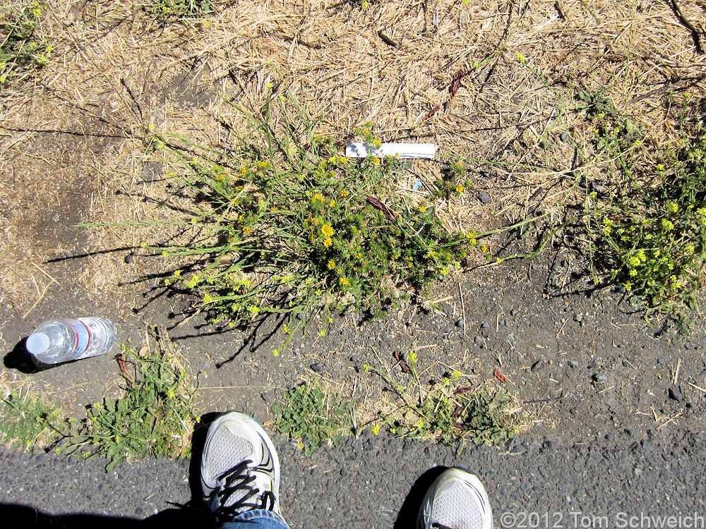 Asteraceae Centromadia pungens