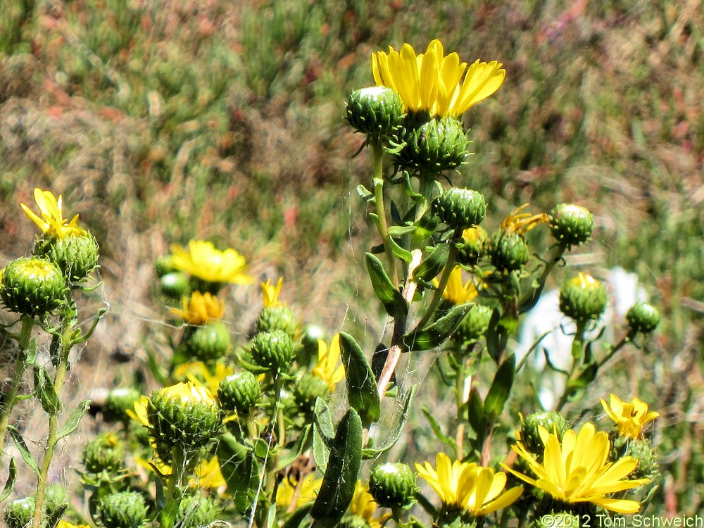 Asteraceae Grindelia hirsutula