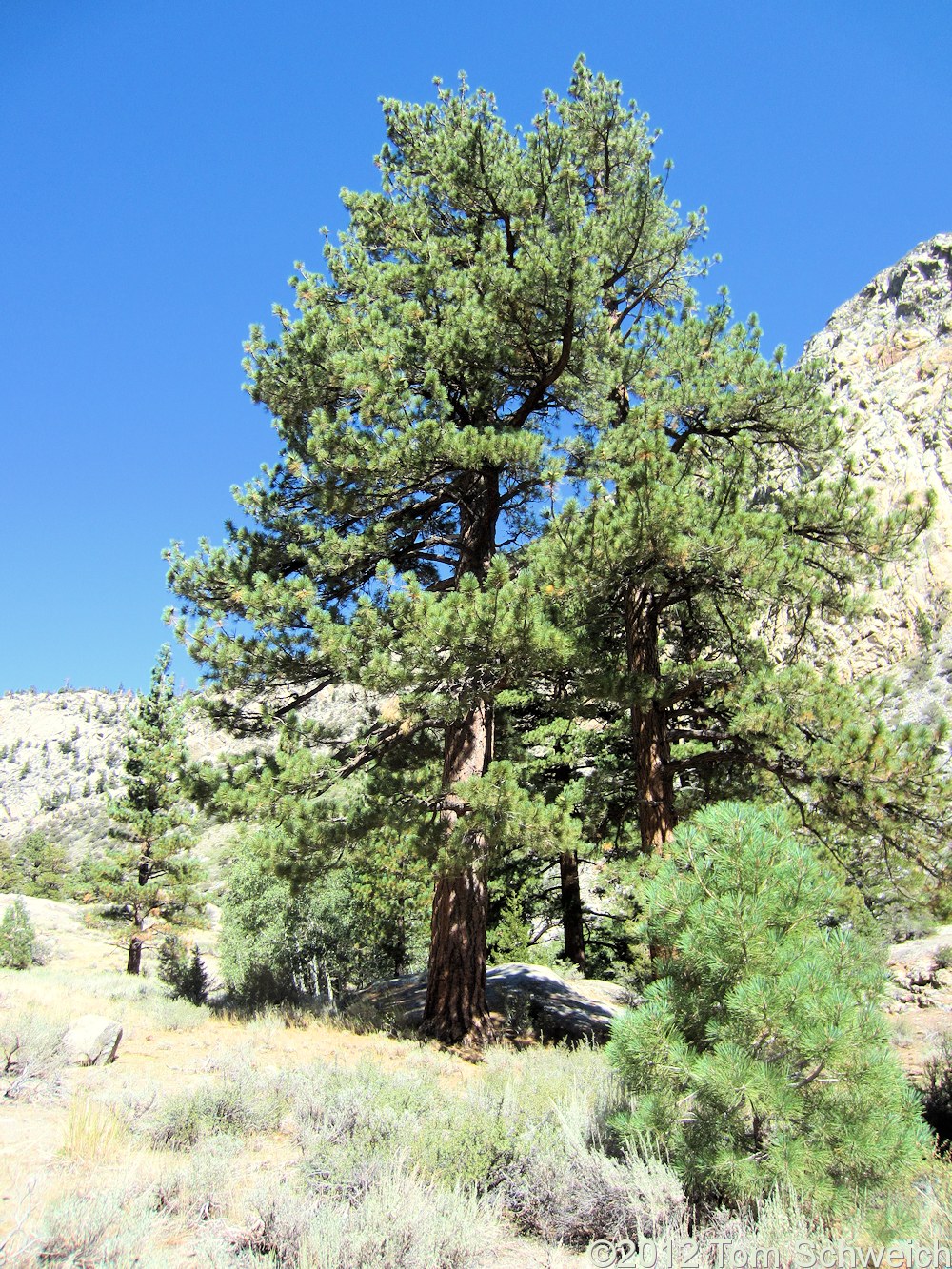 Pinaceae Pinus ponderosa(?)