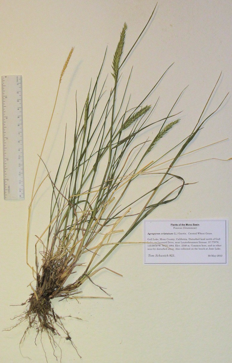 Poaceae Agropyron cristatum