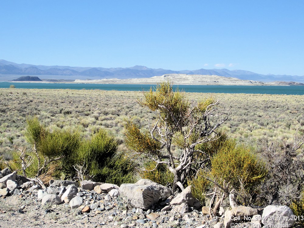 Ephedraceae Ephedra viridis