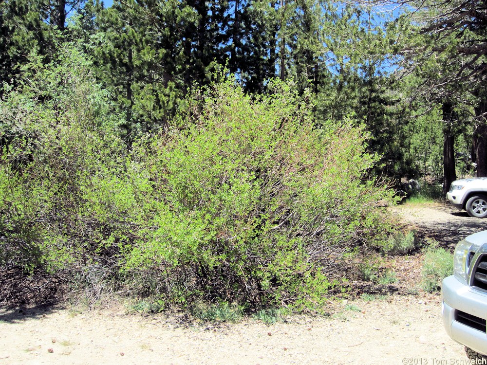 Salicaceae Salix