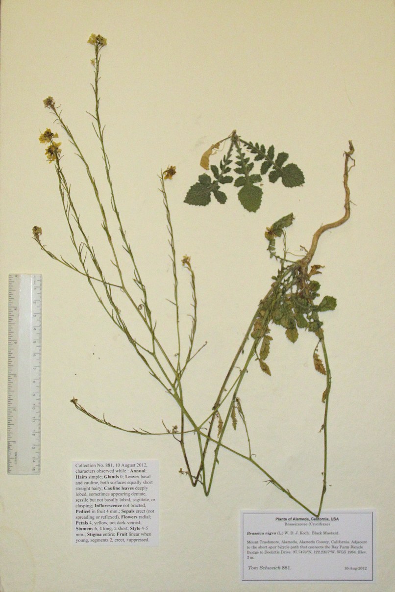 Brassicaceae Brassica nigra