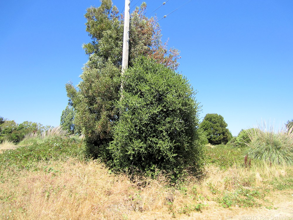 Fagaceae Quercus agrifolia agrifolia