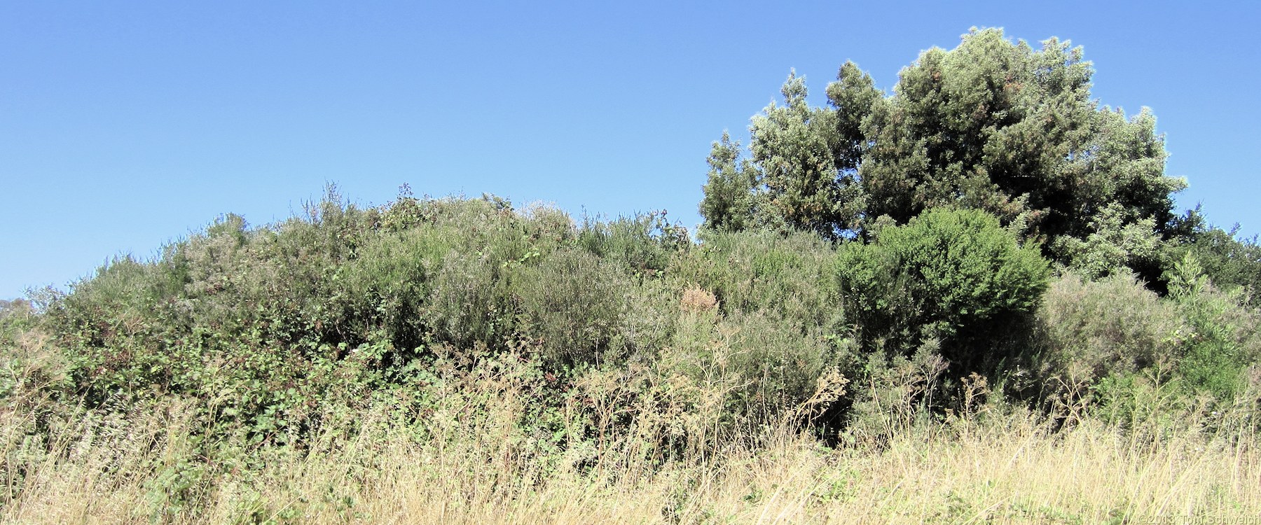 Fabaceae Genista monspessulana