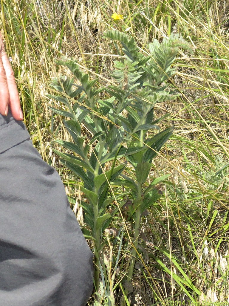 Boraginaceae Onosmodium molle