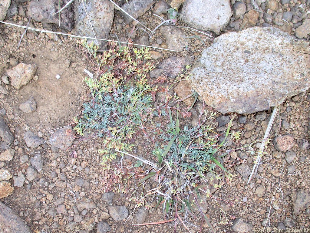 Caryophyllaceae Paronychia jamesii