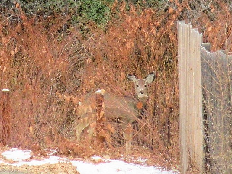 Colorado, Jefferson County, Golden, Nightbird Gulch