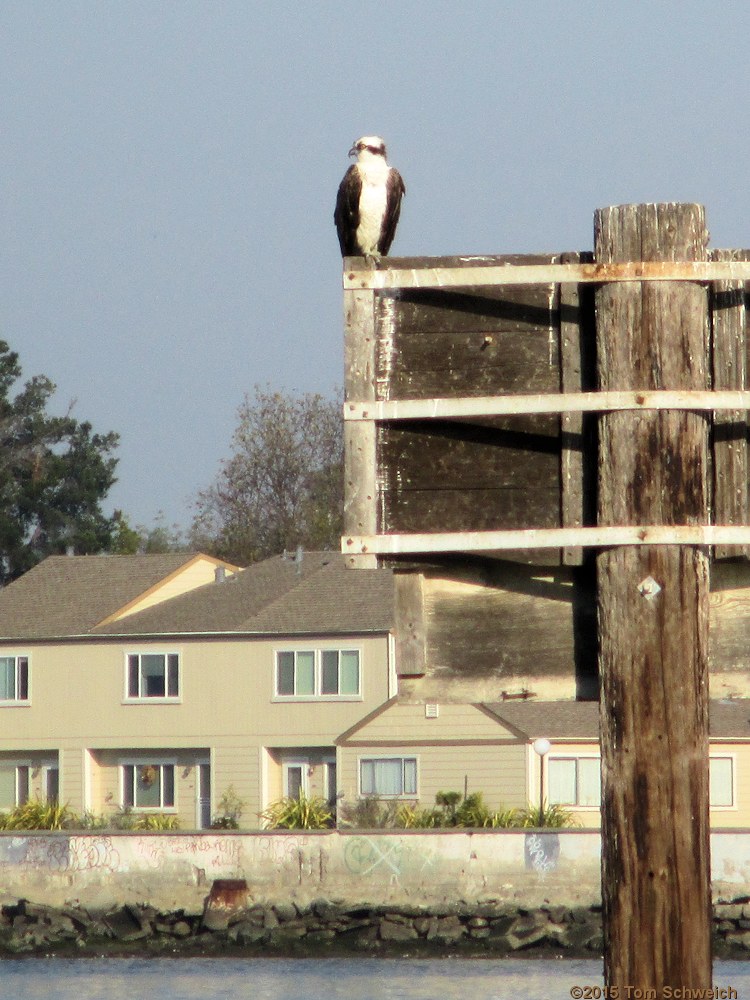 California, Alameda County, Alameda, Bay Farm Island