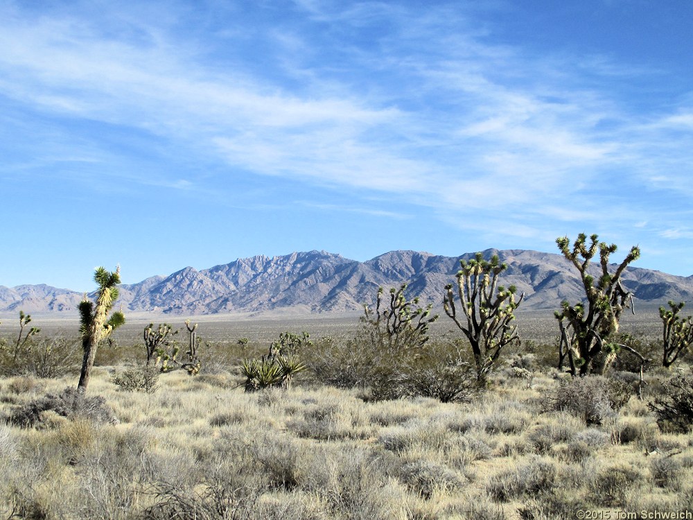 California, San Bernardino County, New York Mountains