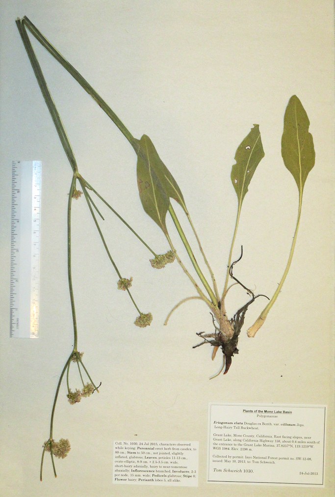 Polygonaceae Eriogonum elata elatum