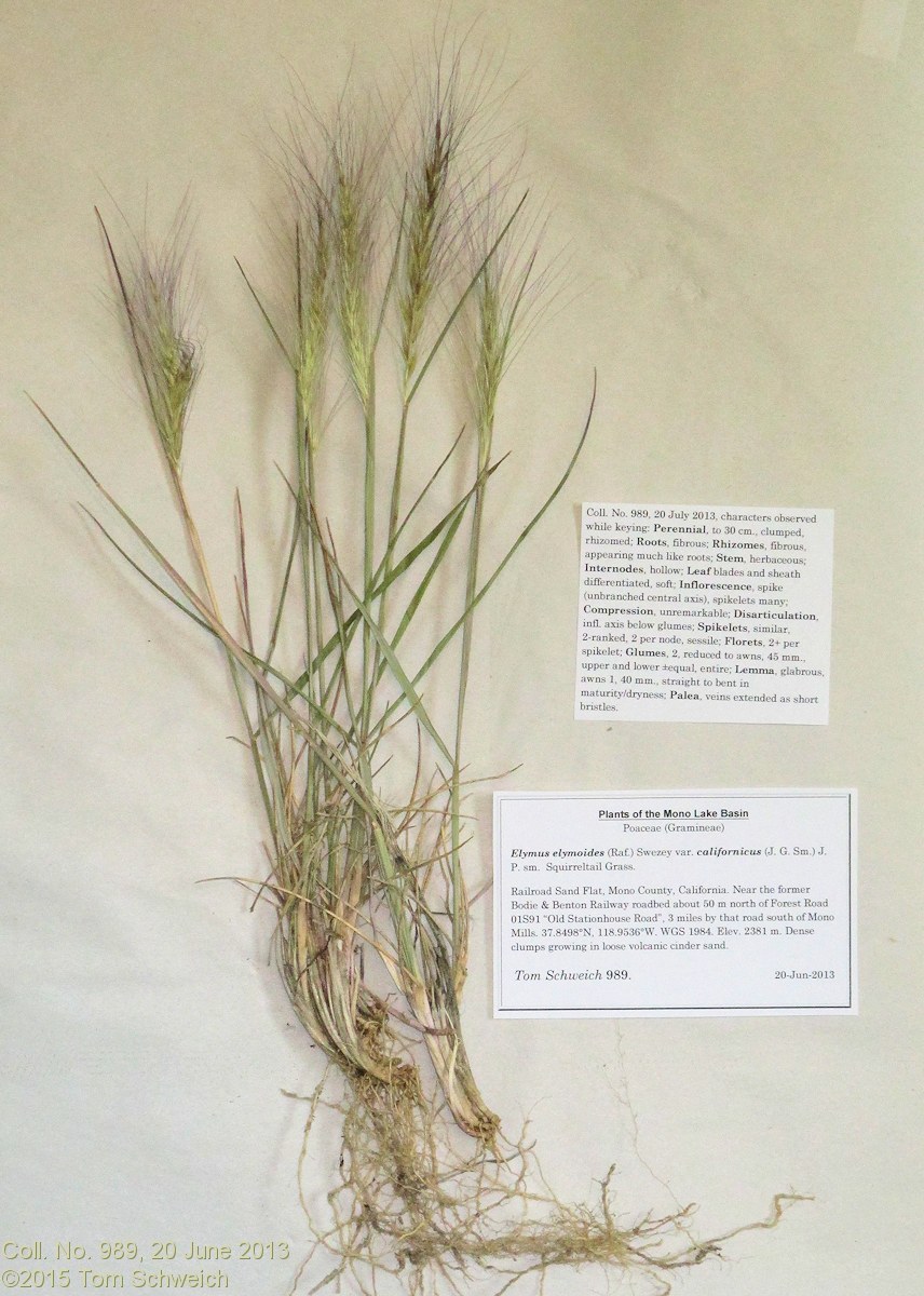 Poaceae Elymus elymoides californicus