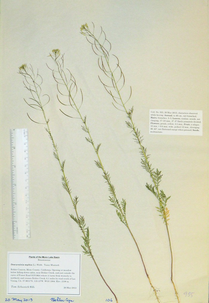 Brassicaceae Descurainia sophia