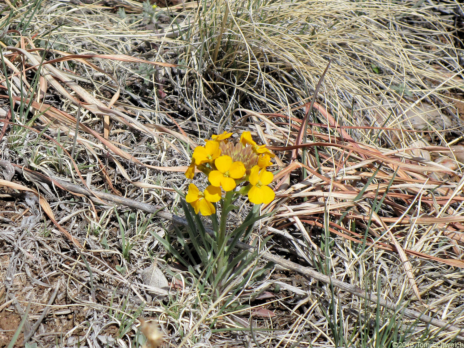 Brassicaceae Erysimum capitatum