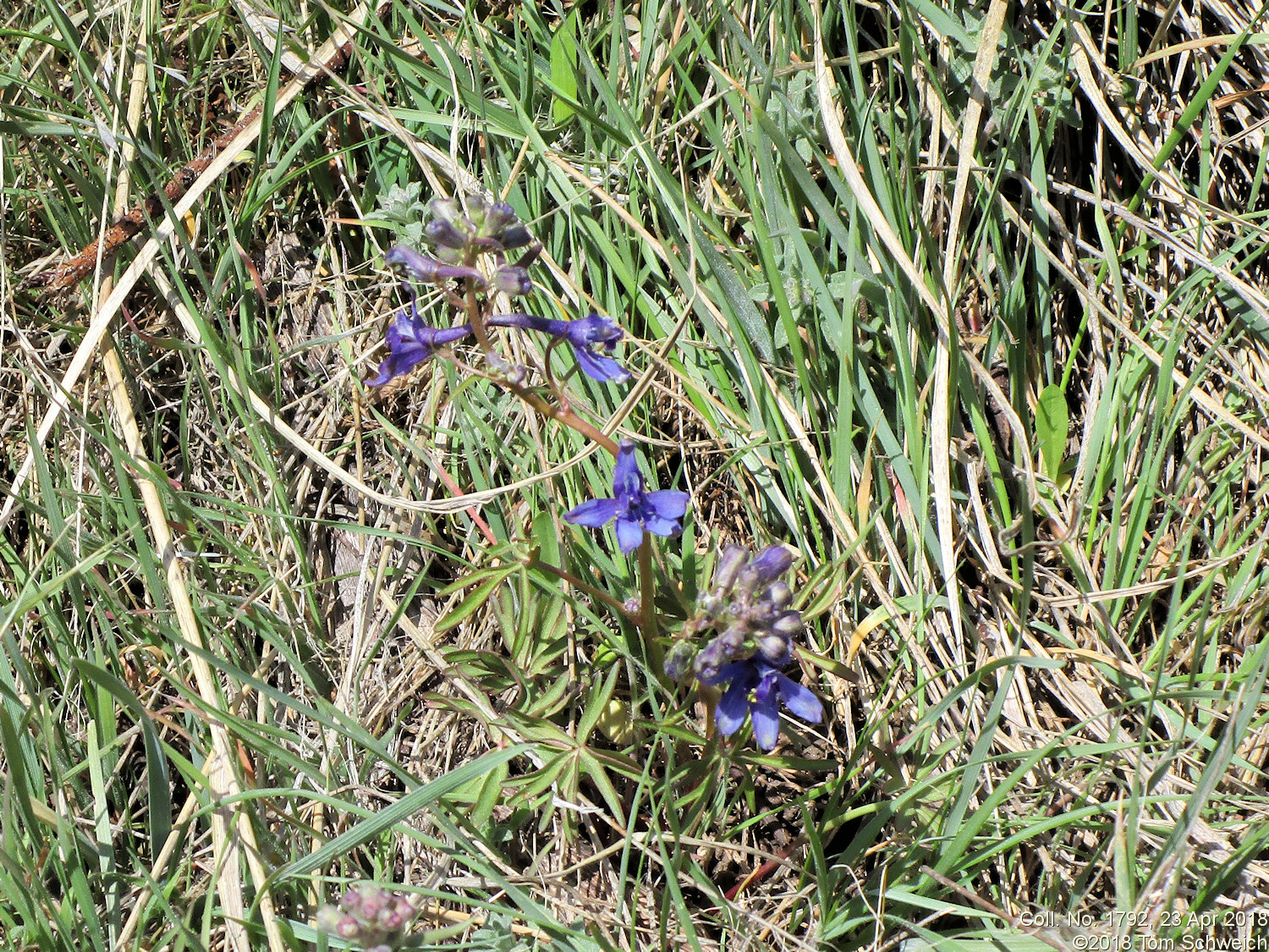 Ranunculaceae Delphinium nuttallii