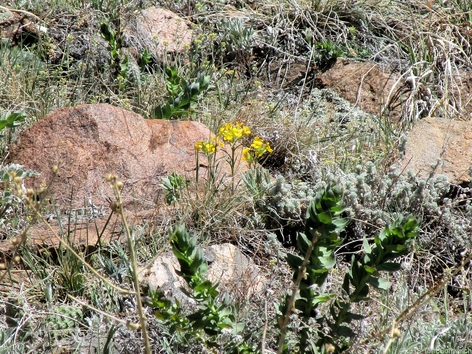 Brassicaceae Erysimum capitatum