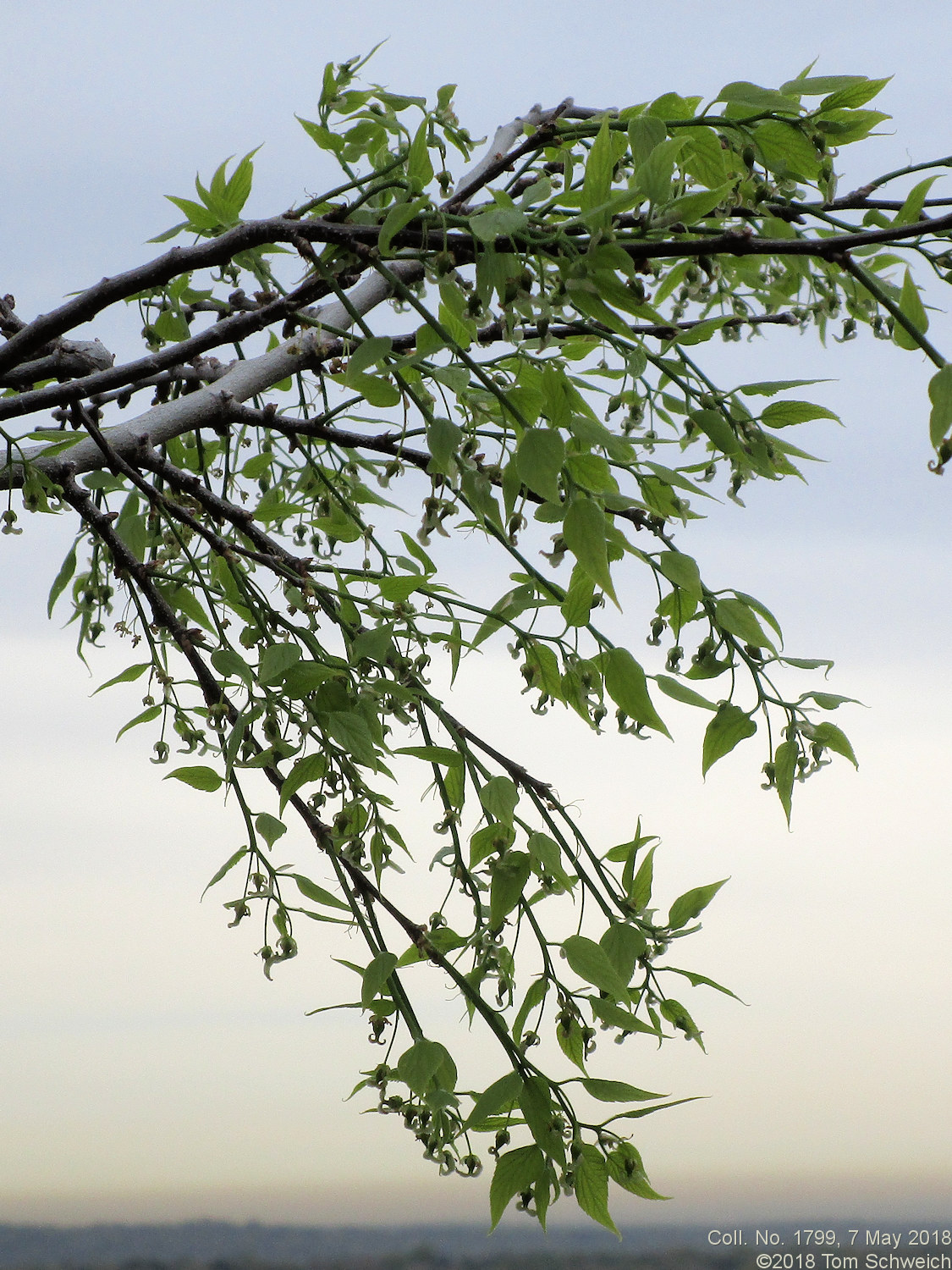 Cannabaceae Celtis reticulata