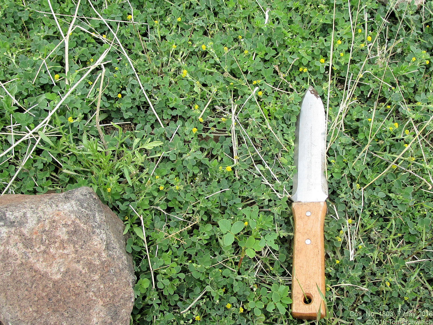 Fabaceae Medicago lupulina