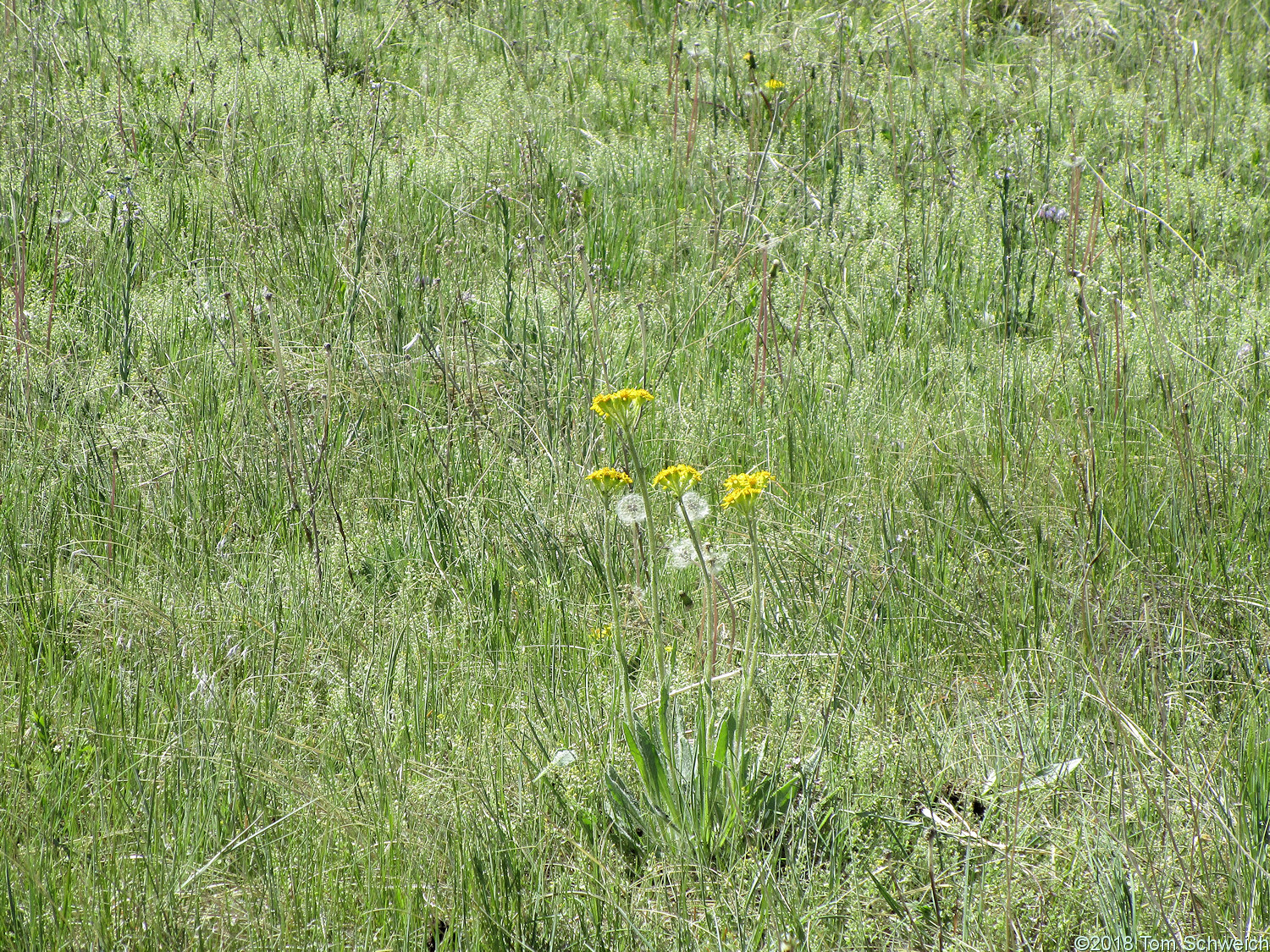 Colorado, Jefferson County, North Table Mountain Park