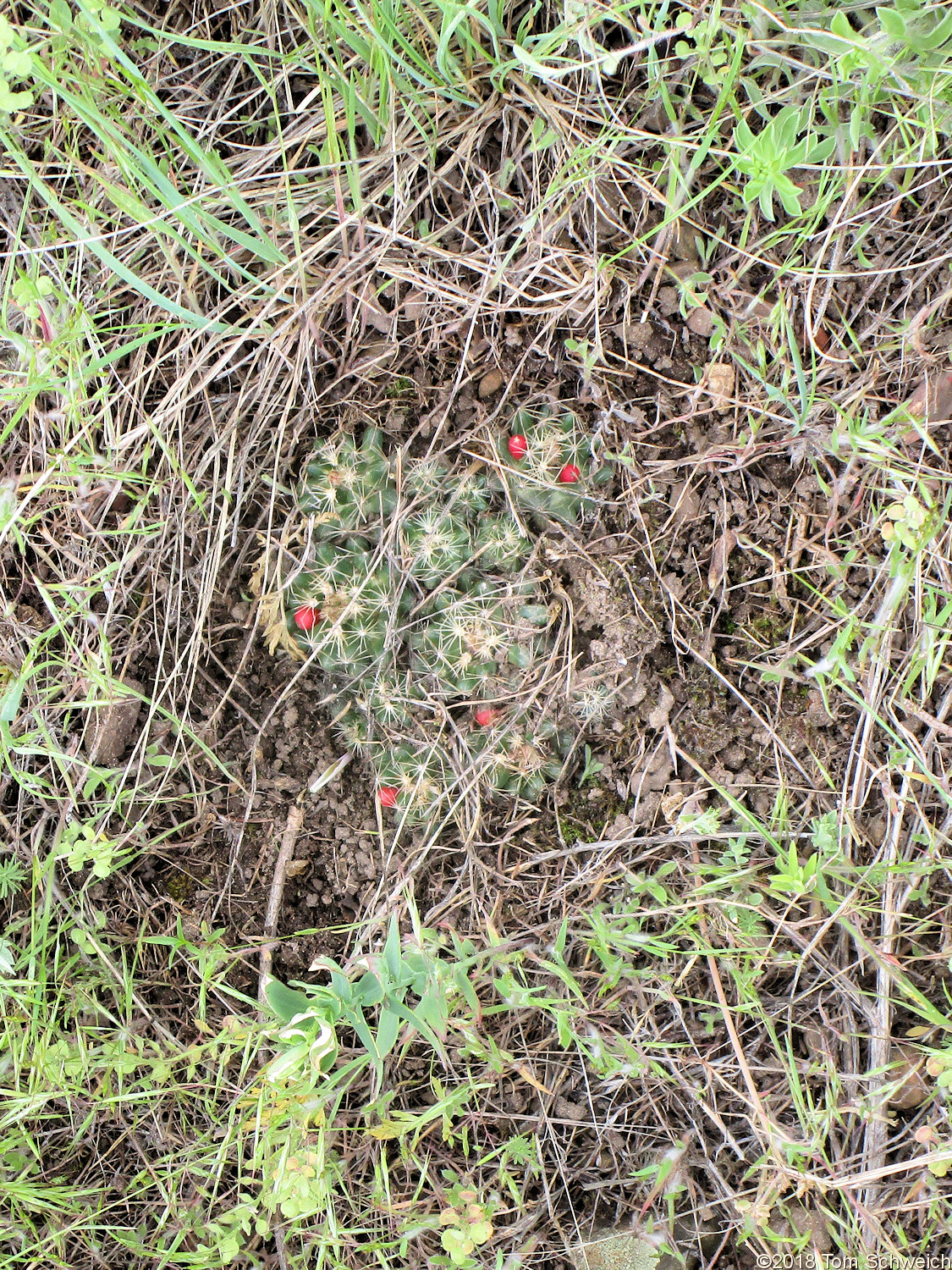 Cactaceae Escobaria missouriensis