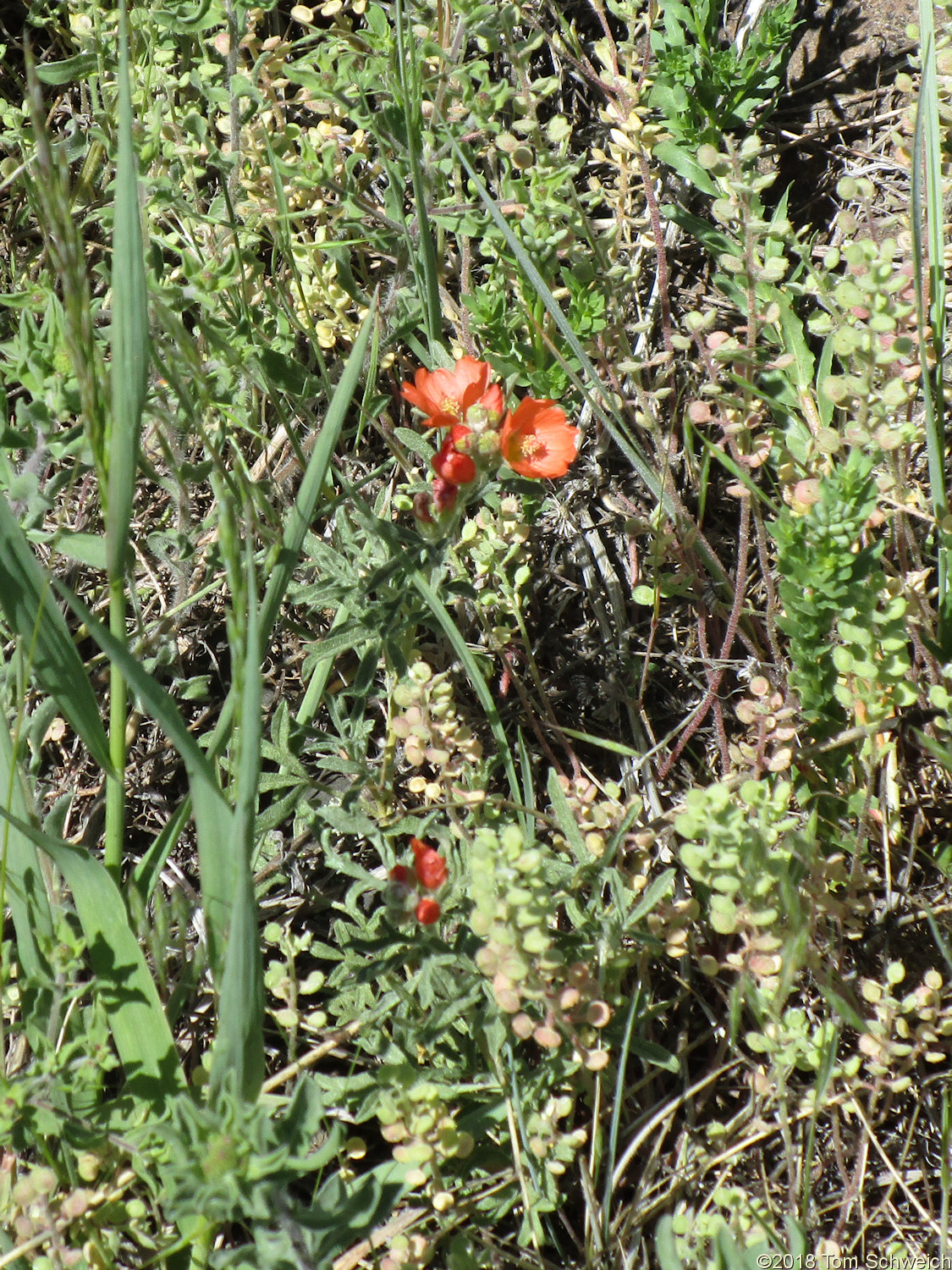 Malvaceae Sphaeralcea coccinea