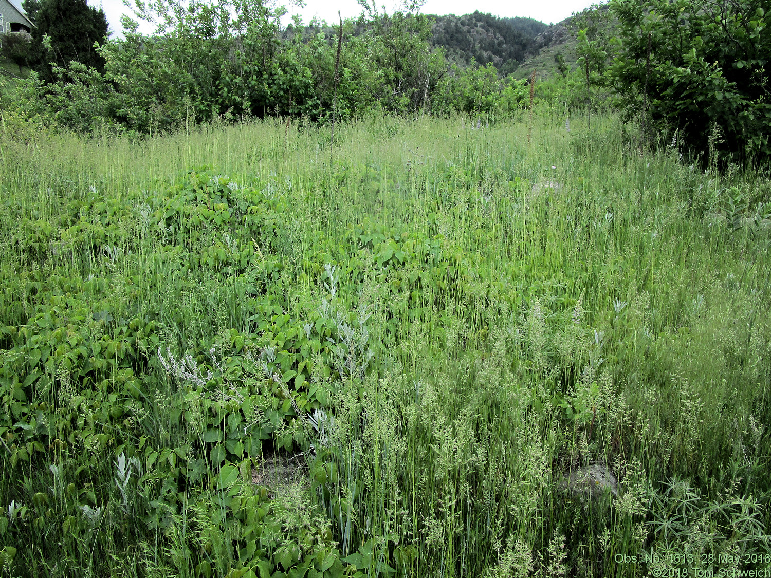 Anacardiaceae Toxicodenfron rydbergii