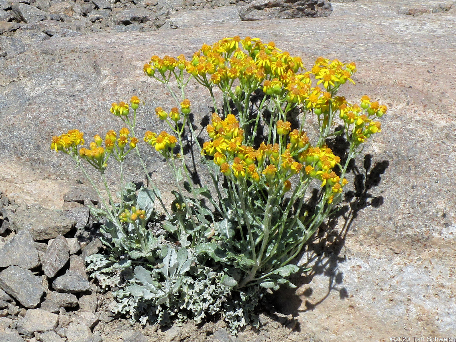 Asteraceae Packera fendleri