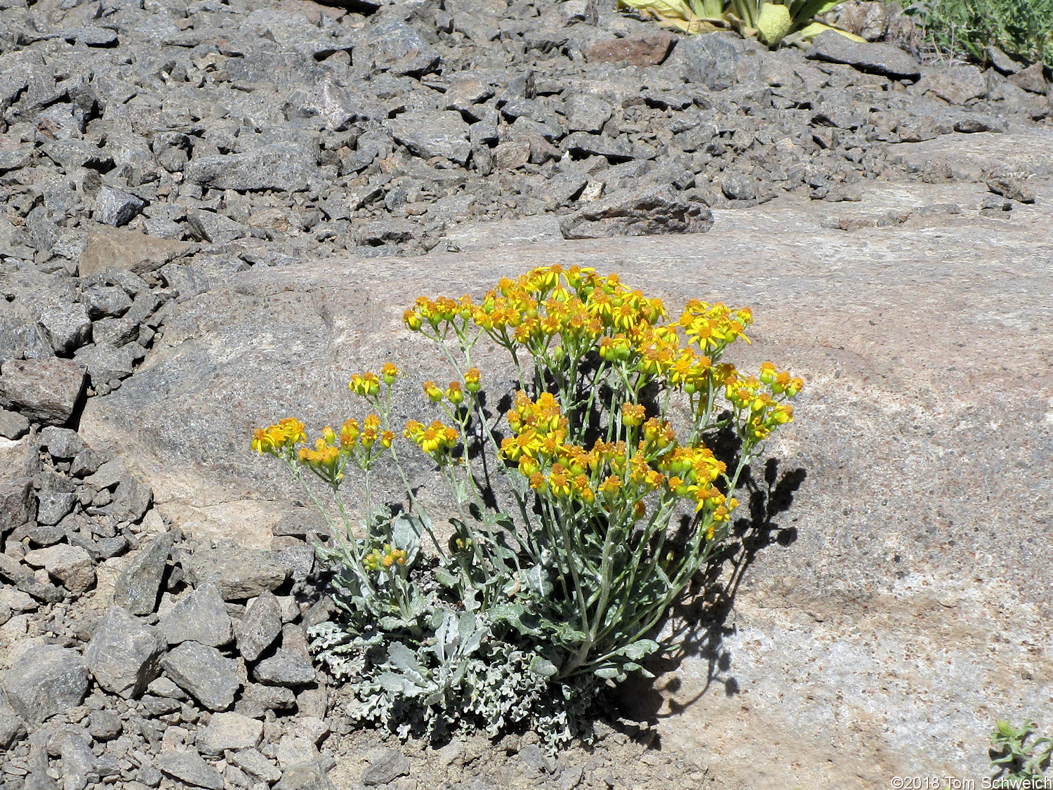 Asteraceae Packera fendleri