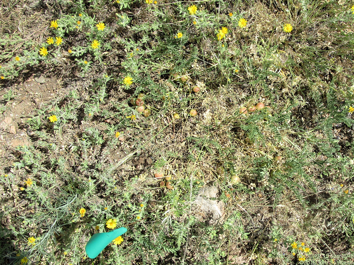 Fabaceae Astragalus crassicarpus