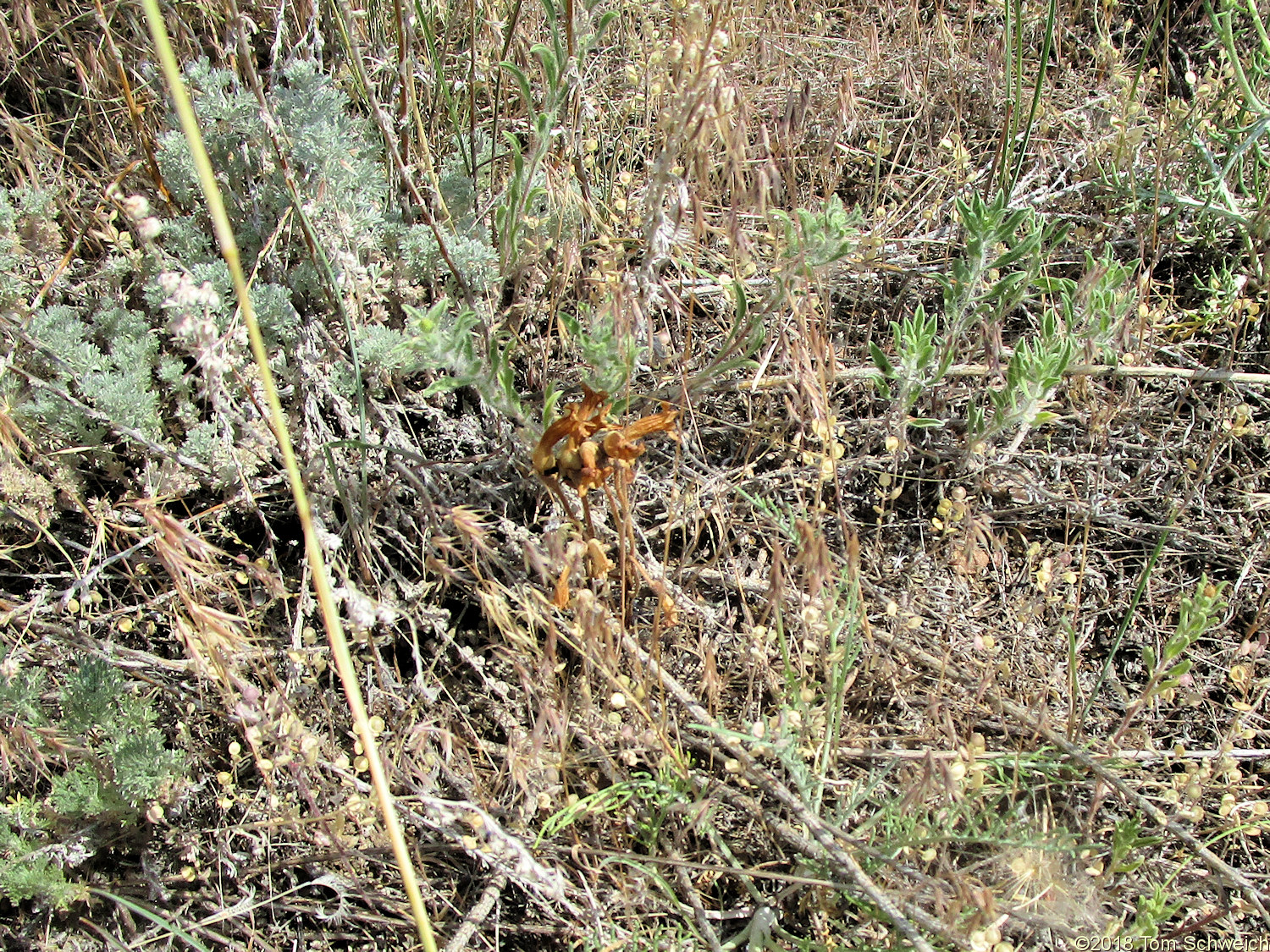 Orobanchaceae Orobanche fasciculata