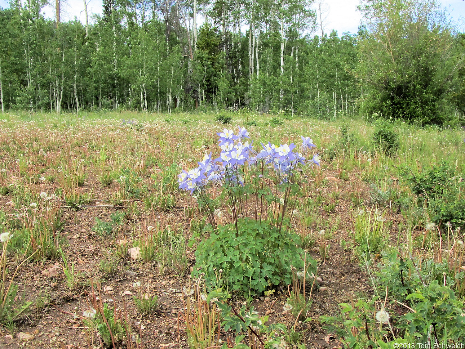 Ranunculaceae Aquilegia coerulea