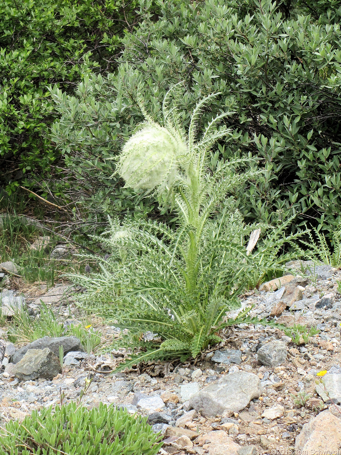 Asteraceae Cirsium scopulorum