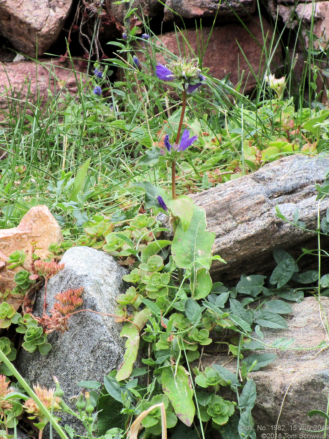 Campanulaceae Campanula glomerata