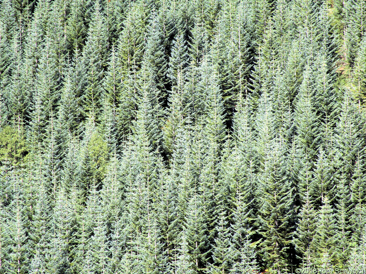 Washington, Skamania County, Toutle River Valley