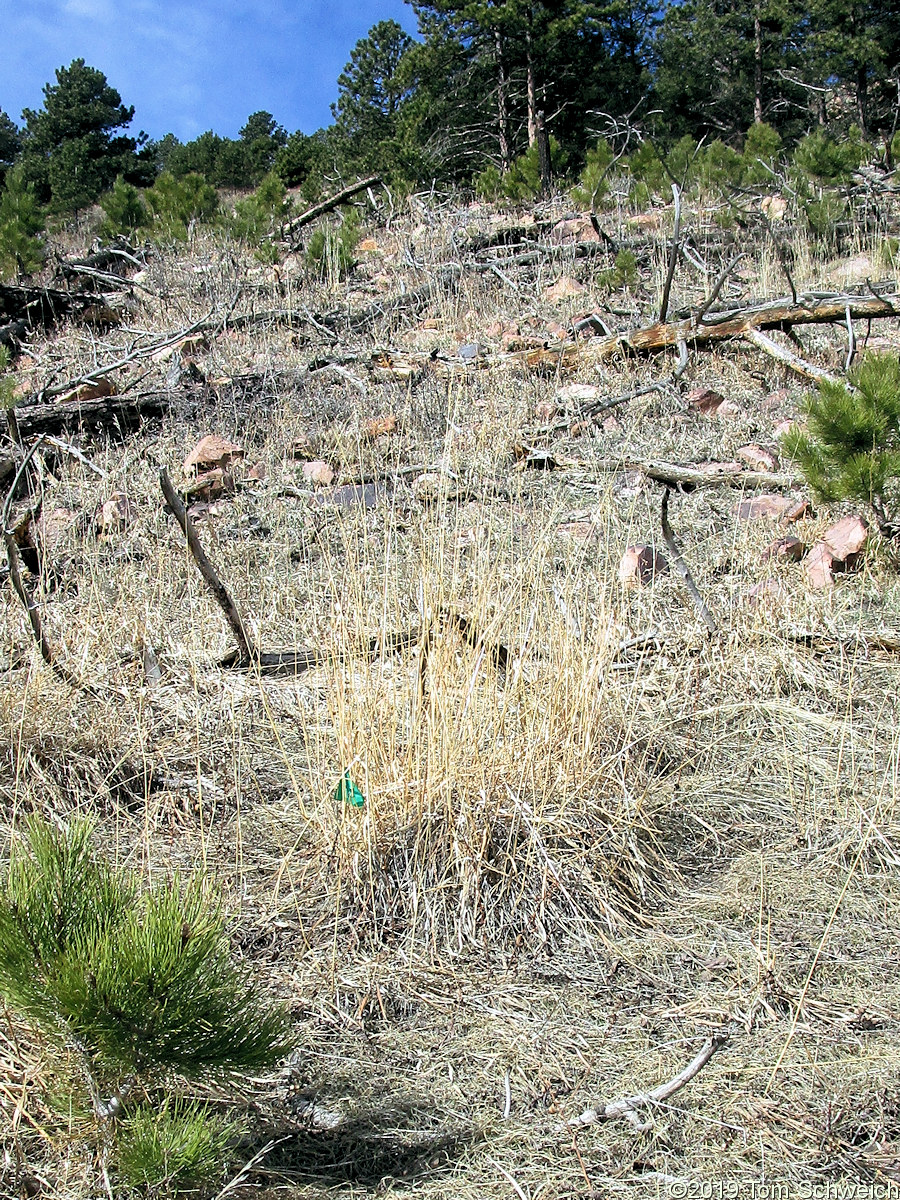 Poaceae Sorghastrum nutans