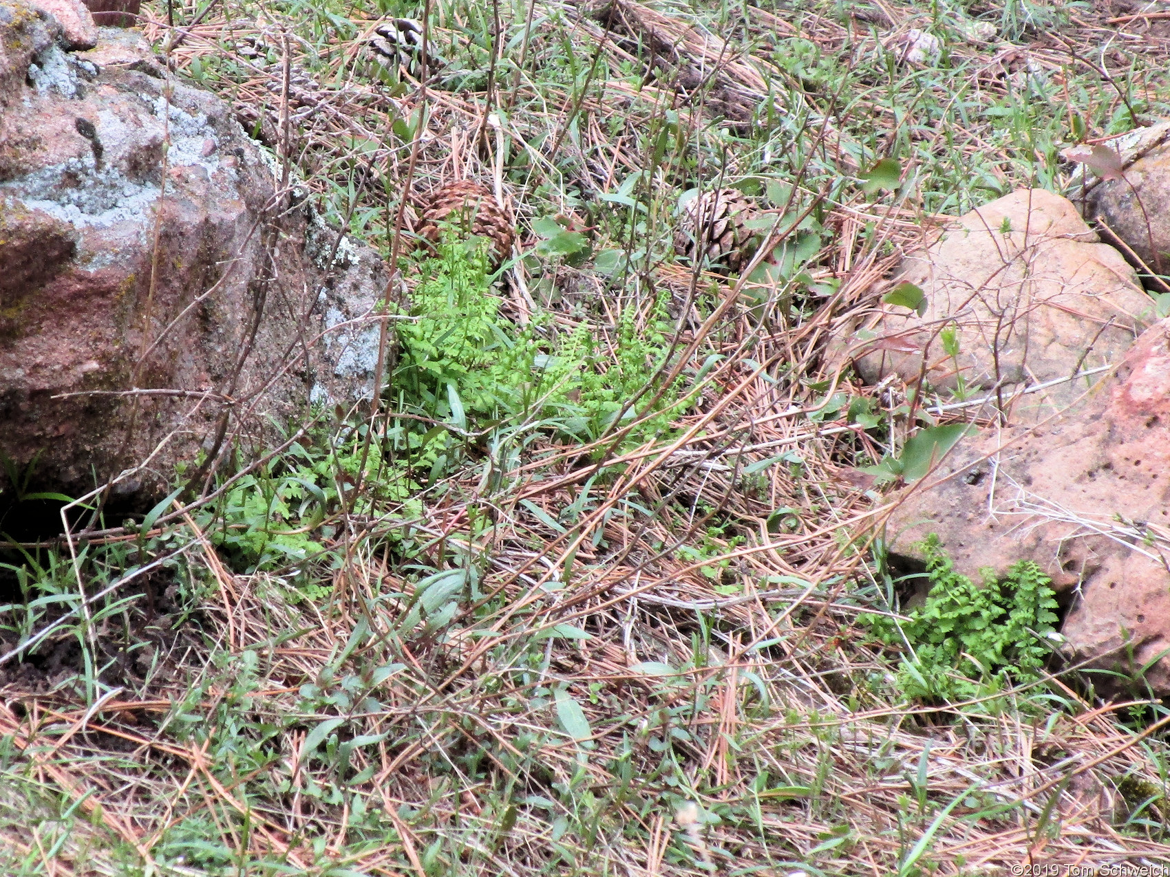 Dryopteridaceae Woodsia