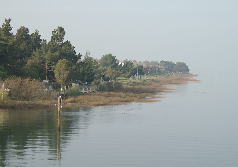 Marshes fringing Bay Farm Island at high tide.