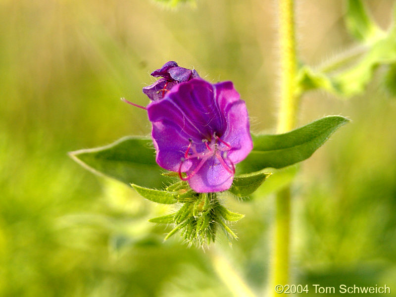 Boraginaceae Echium plantagineum