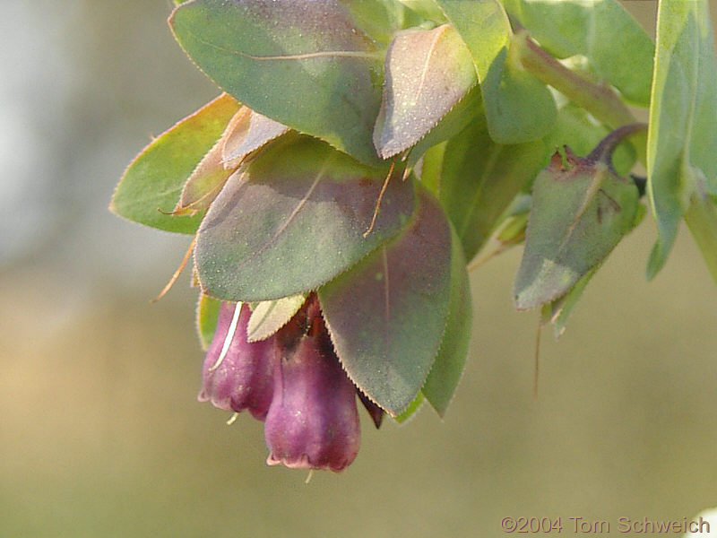 <I>Cerinthe major</I> L. in Bormujos (Sevilla), Spain