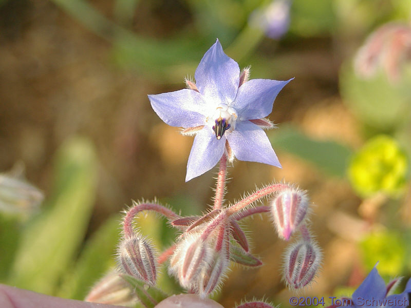 <I>Borago officinalis</I> L. in Bormujos (Sevilla), Spain