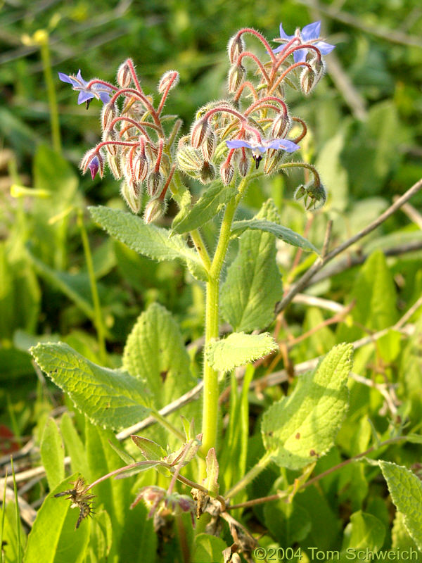 <I>Borago officinalis</I> L. in Bormujos (Sevilla), Spain