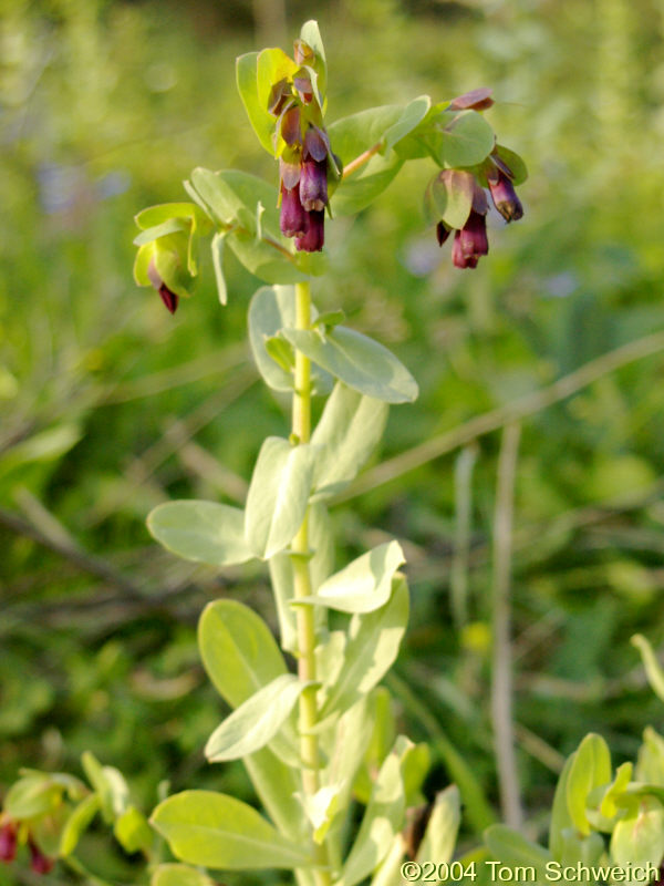 <I>Cerinthe major</I> L.in Bormujos (Sevilla), Spain