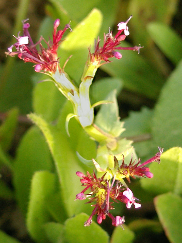 <I>Fedia cornucopiae</I> (L.) Gaertner in Bormujos (Sevilla), Spain